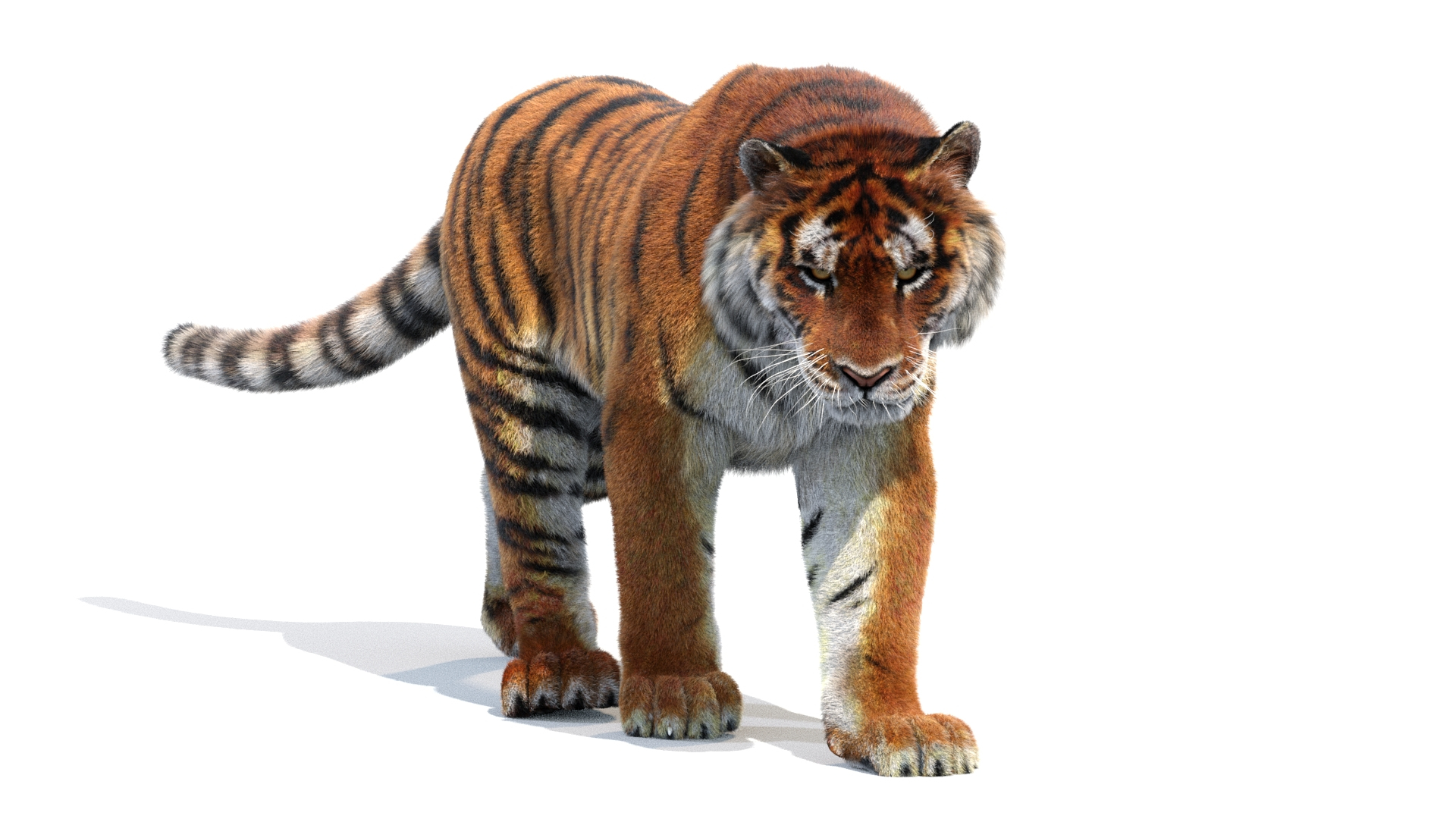 Tiger Amur Animated 3D Model $119 - .max .3ds .dae .obj .fbx - Free3D