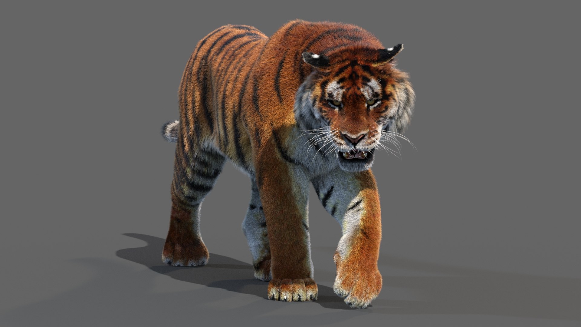 Tiger Amur Animated 3D Model $119 - .max .3ds .dae .obj .fbx - Free3D