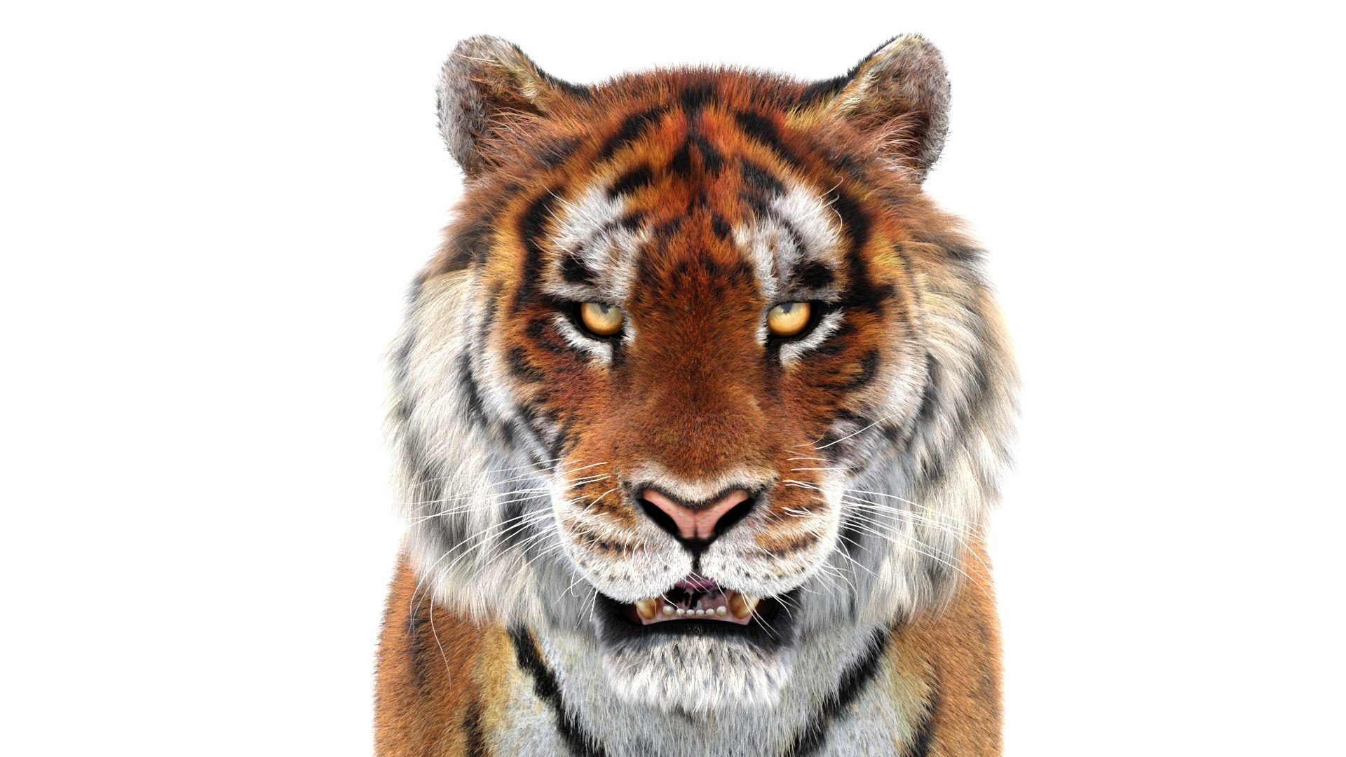 amur tiger fur cat 3d model https://p.turbosquid.com/ts-thumb/Xn/QiO8iS/W6/tiger3dmodelanimatedfur13/jpg/1659440336/1920x1080/fit_q87/f5f9f141939beb10c0322dbb12b7f06839120dbc/tiger3dmodelanimatedfur13.jpg