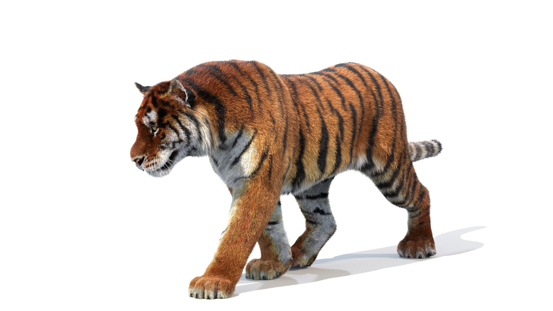 Tiger Amur Animated 3D Model $119 - .max .3ds .dae .obj .fbx - Free3D