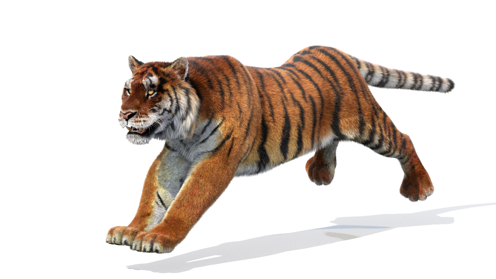 Tiger Amur Animated 3D Model $119 - .max .3ds .dae .obj .fbx - Free3D