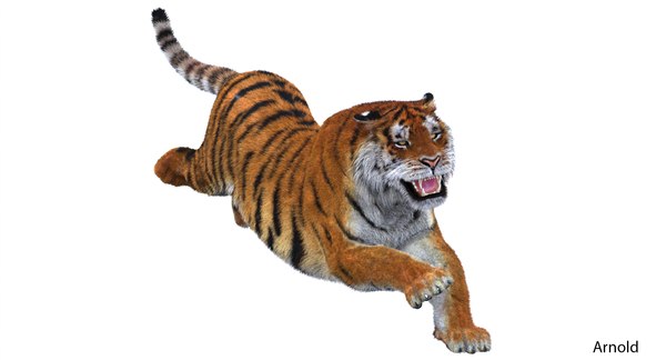 amur tiger fur cat 3d model