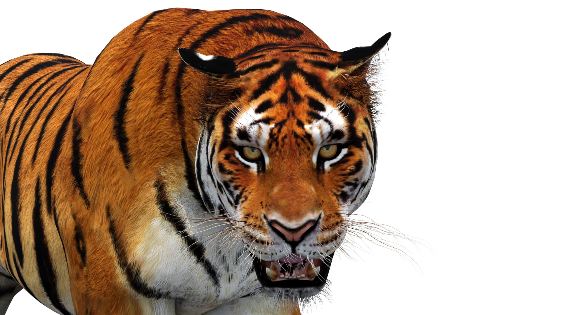 amur tiger fur cat 3d model https://p.turbosquid.com/ts-thumb/Xn/QiO8iS/u7/tiger3dmodelanimatedfur11_/jpg/1659432857/1920x1080/fit_q87/6bfccb475155f59d8302a6e6de6f4577d98db30d/tiger3dmodelanimatedfur11_.jpg