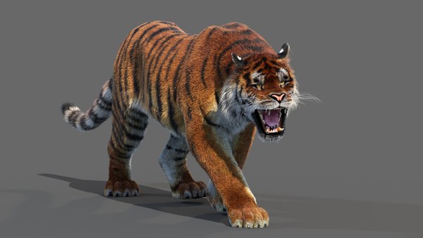 amur tiger fur cat 3d model