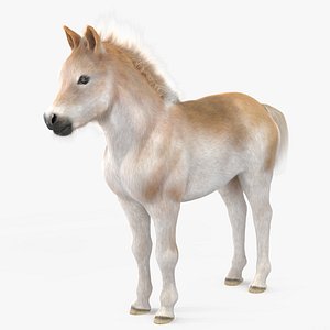 Realistic Shetland Pony Fur