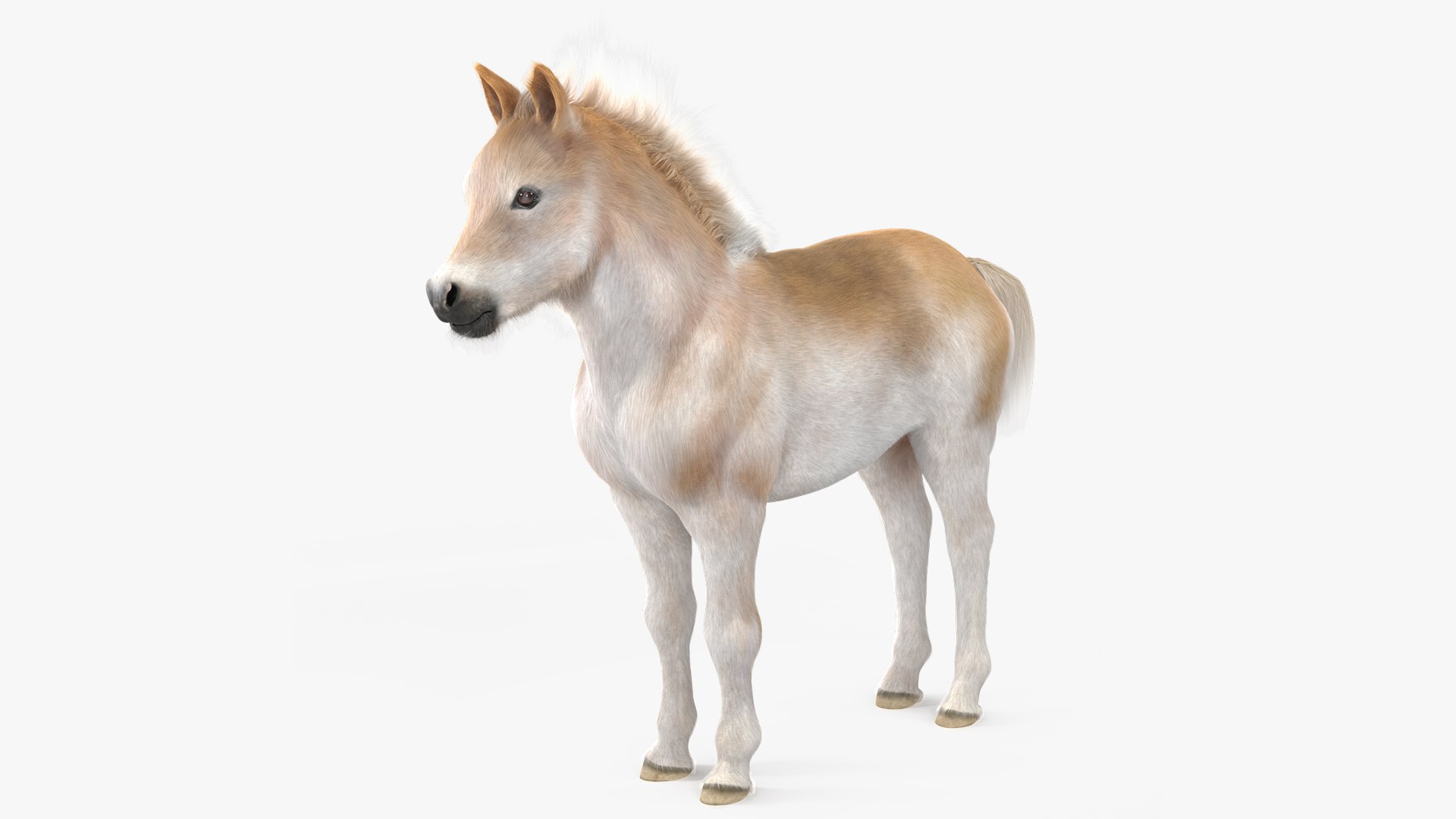 Realistic Shetland Pony Fur 3D model preview
