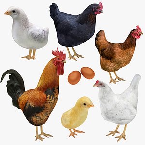 Chicken Rooster and Egg Collection