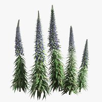 Pride of Madeira - Echium candicans 03