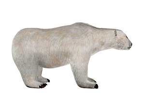 polar bear 3D model