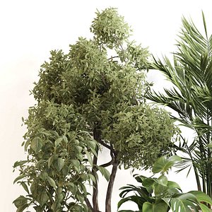 3D Indoor Plant Set 0119 model