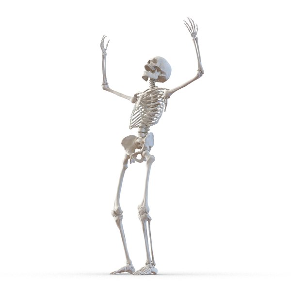 3d human male skeleton rigged