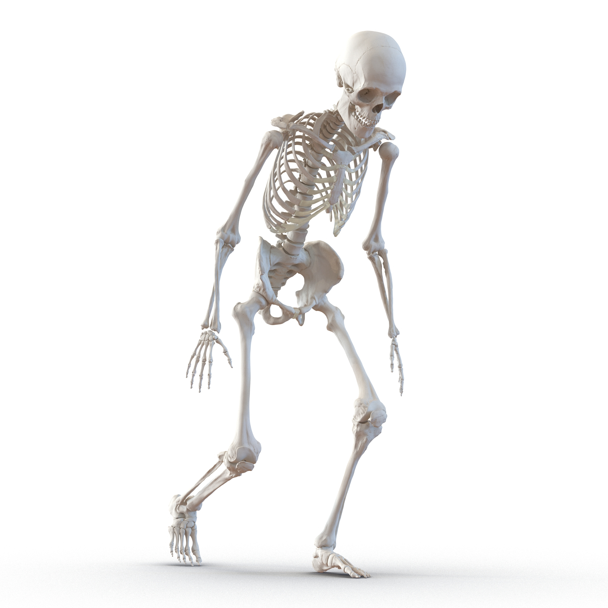 3d human male skeleton rigged