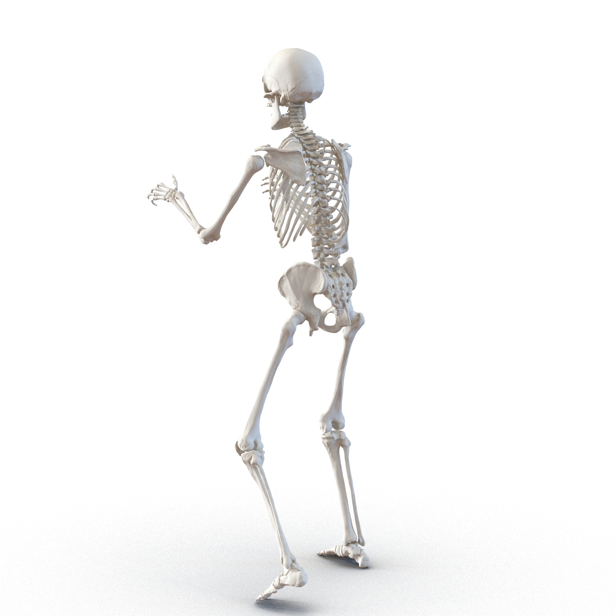 3d human male skeleton rigged