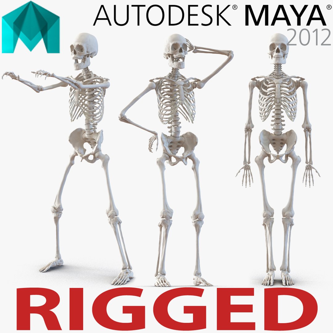 Human Male Skeleton Rigged for Maya 3D model preview