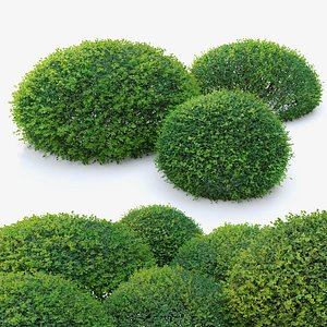 3D Boxwood 02