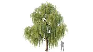 3D model Willow Tree