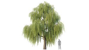 Willow Tree