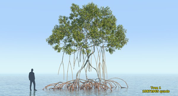 Mangrove trees 3D model - TurboSquid 1369160