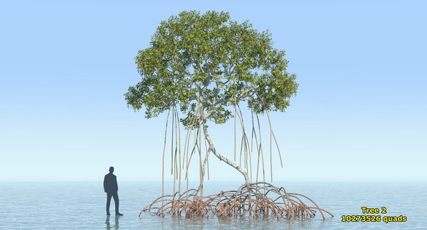 Mangrove trees 3D model - TurboSquid 1369160