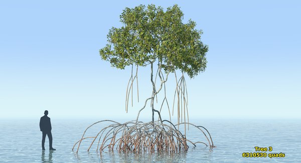 Mangrove trees 3D model - TurboSquid 1369160