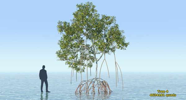 Mangrove trees 3D model - TurboSquid 1369160