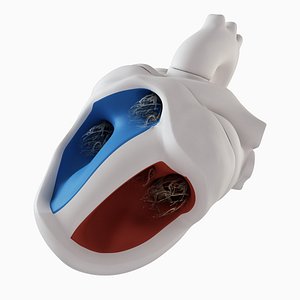 3d model anatomy heart