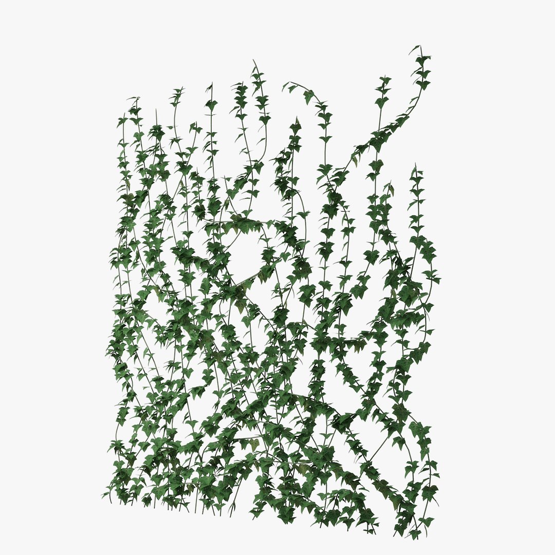 ivy wall model https://p.turbosquid.com/ts-thumb/Xo/4Zazn0/2FPiduMe/pr_03/jpg/1517845113/1920x1080/fit_q87/8aa3752a752056c5d101c6072029db5c45aae4fa/pr_03.jpg