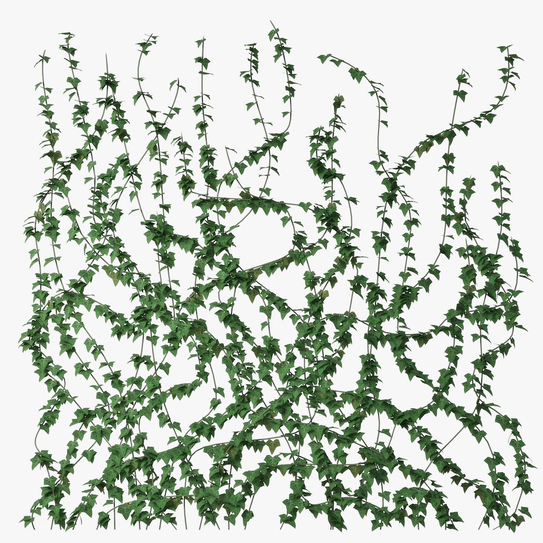 ivy wall model https://p.turbosquid.com/ts-thumb/Xo/4Zazn0/AzTPRzrO/pr_01/jpg/1517845113/1920x1080/fit_q87/7b06c0ba9bcac70d594b6c44a673bde875c9df8b/pr_01.jpg