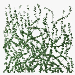 Ivy wall 02