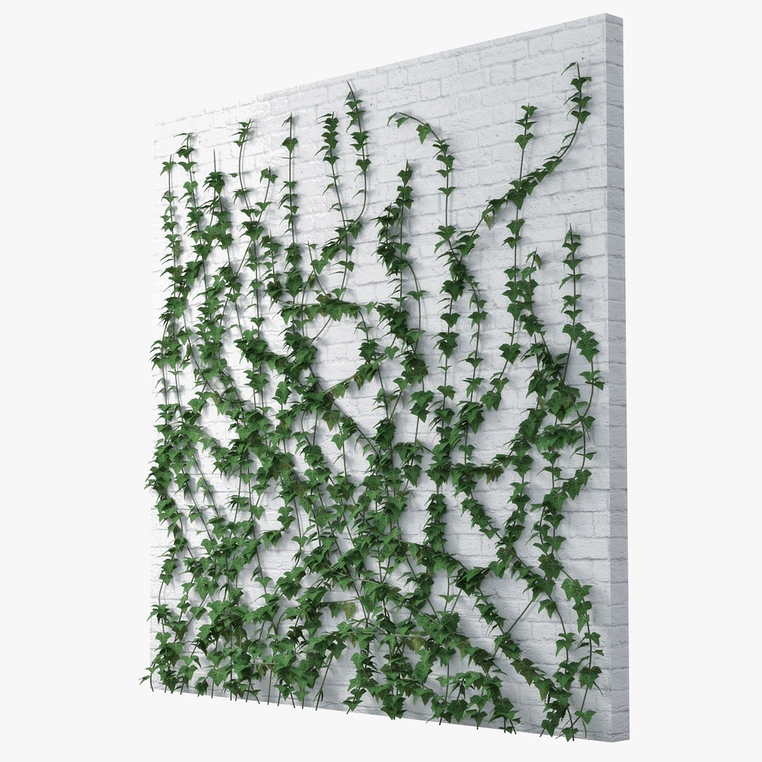 ivy wall model https://p.turbosquid.com/ts-thumb/Xo/4Zazn0/ltumjBrp/pr_04/jpg/1517845113/1920x1080/fit_q87/086fda756e7e01a48bbc42d298aa67a1466d8862/pr_04.jpg