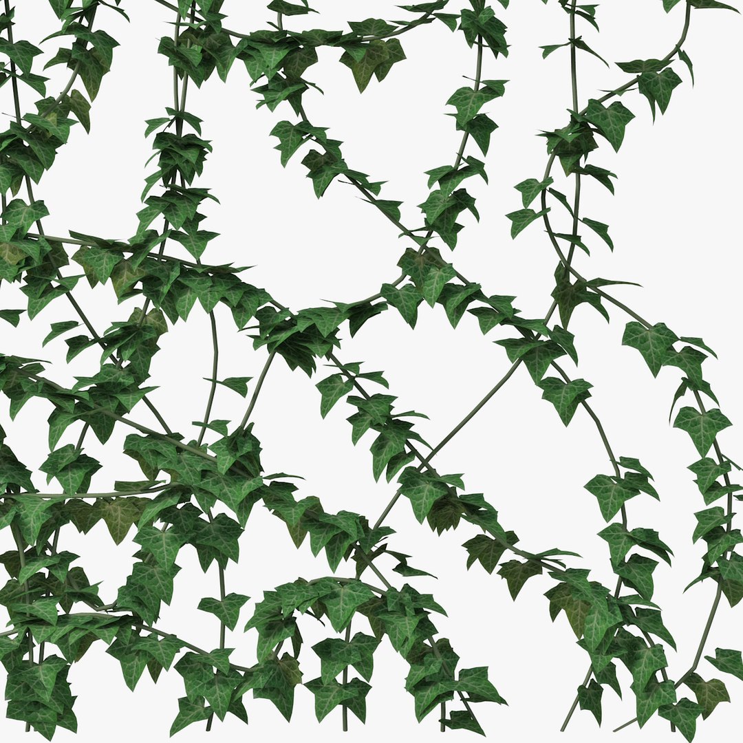 ivy wall model https://p.turbosquid.com/ts-thumb/Xo/4Zazn0/r3sV6ZUa/pr_05/jpg/1517845113/1920x1080/fit_q87/485facb29414a6263db4b33744a8c3ceb7ab6d9e/pr_05.jpg