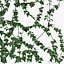 Ivy wall 02