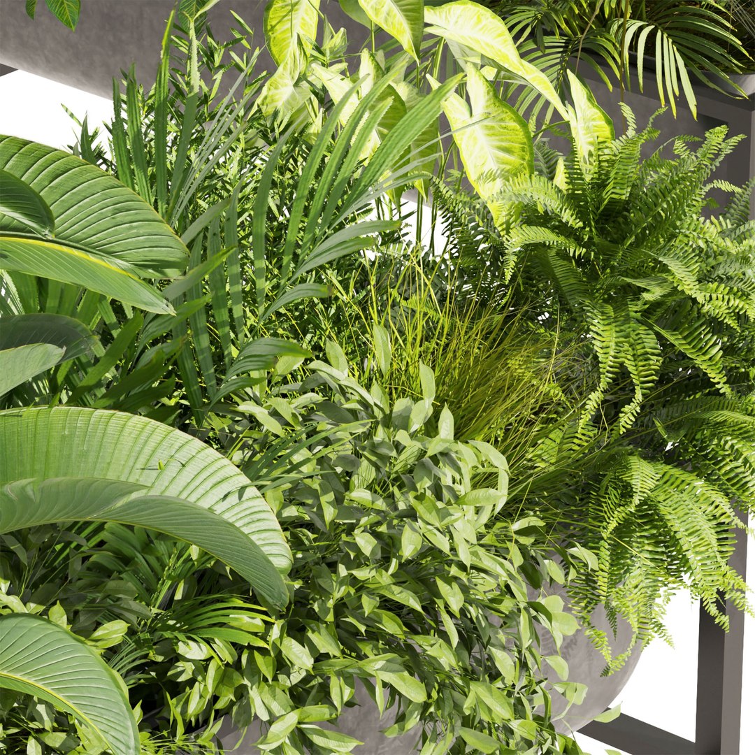 3D Model Collection Plant Vol 444 - Palm - Grass - Boxplant - 3dsmax ...