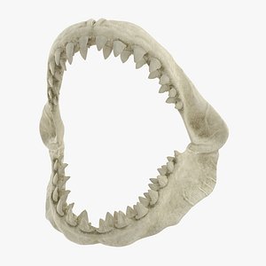 Great White Shark Jaw Bone 3D Model
