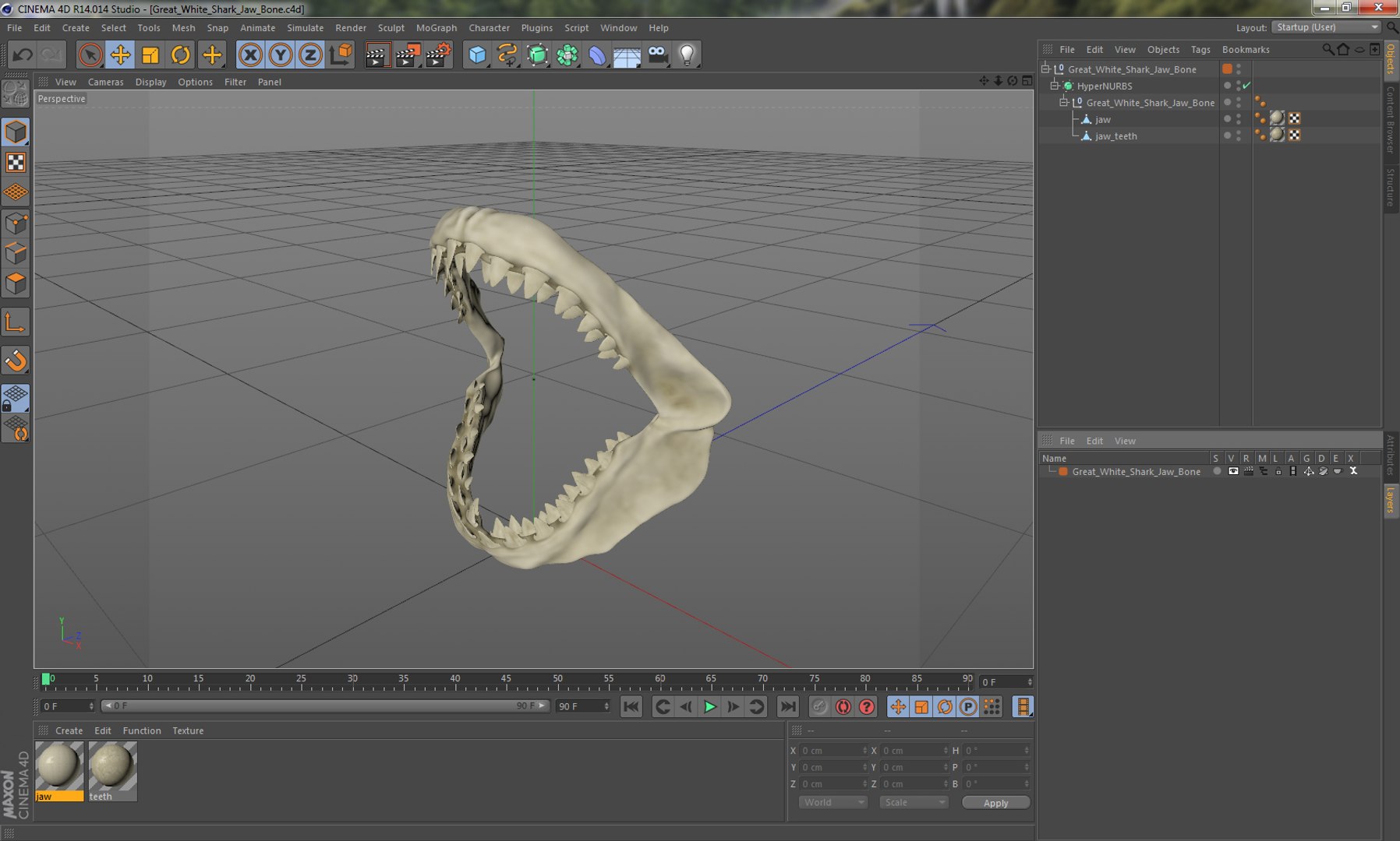 3d Great White Shark Jaw Bone - Turbosquid 1168353