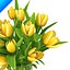 Yellow Tulips in vase