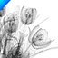 Yellow Tulips in vase