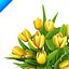 Yellow Tulips in vase