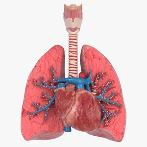 3D Trachea Lungs Cross Section Heart