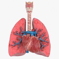 Trachea Lungs Cross Section Heart