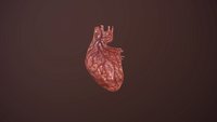 Heart animation heartbeat human organ Low-poly 3D model