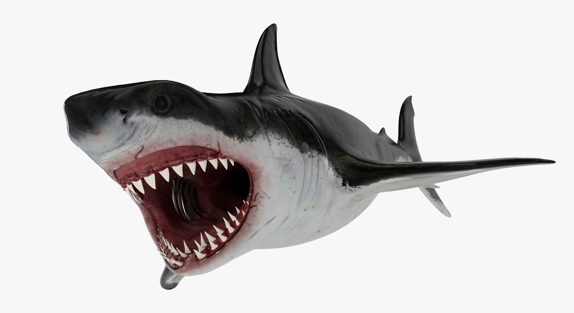 3d White Shark Model