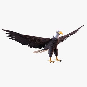 3D Bald eagle