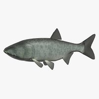 Bighead carp
