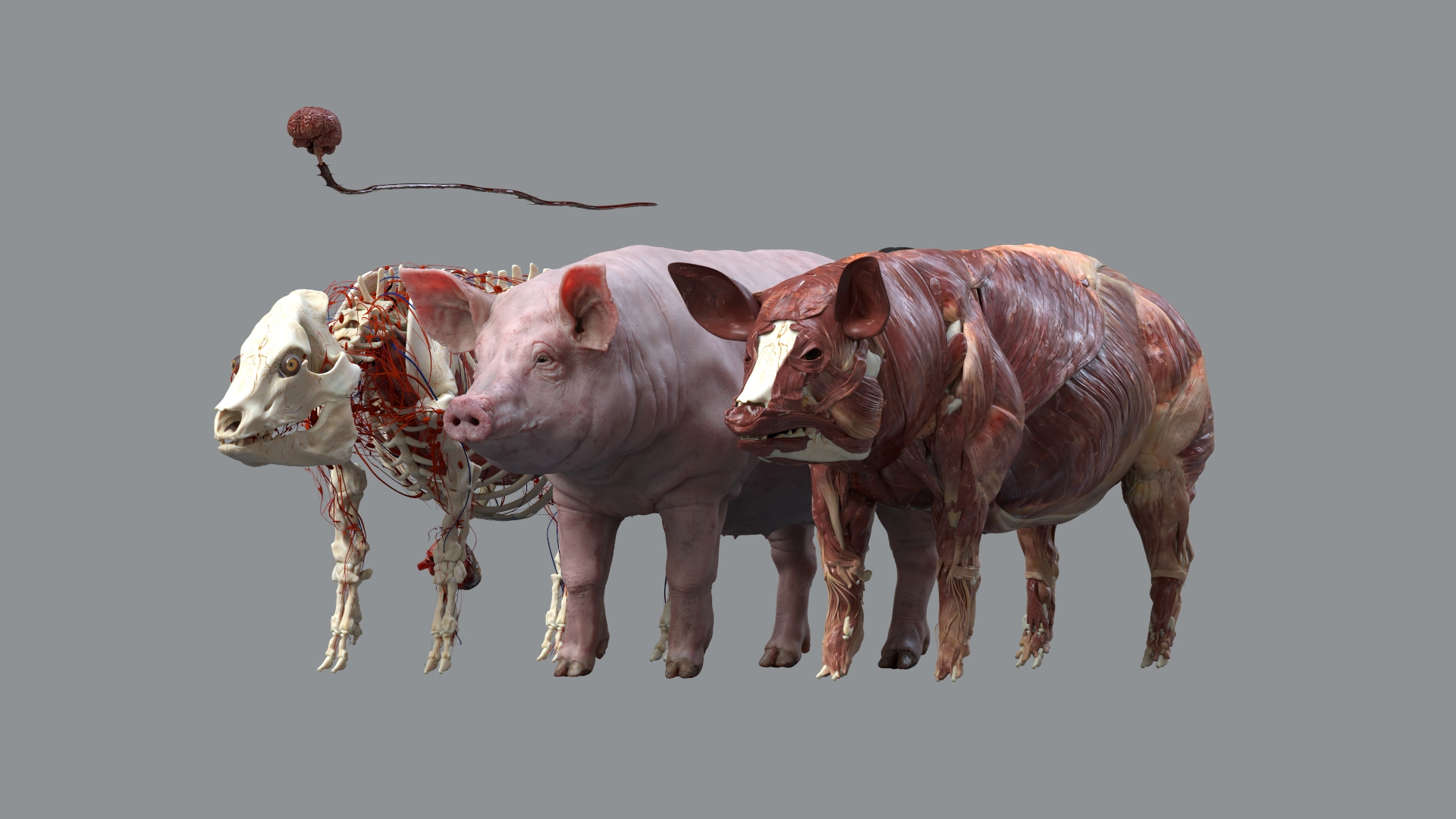 Pig Anatomy 3D 3D Model - TurboSquid 2442860