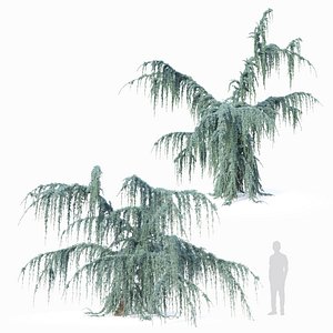 3D Cedrus atlantica pendula