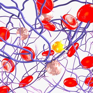 3D model blood clot fibrin