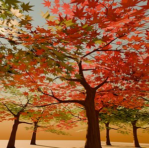 Japanese Maple Tree Momiji
