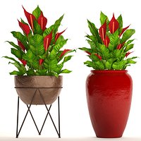 Spathiphyllum RED set