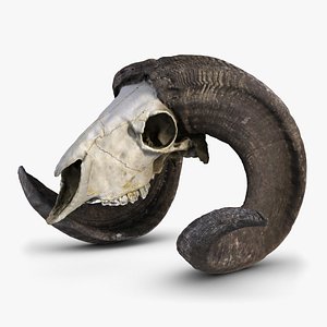 Goat Skull 2
